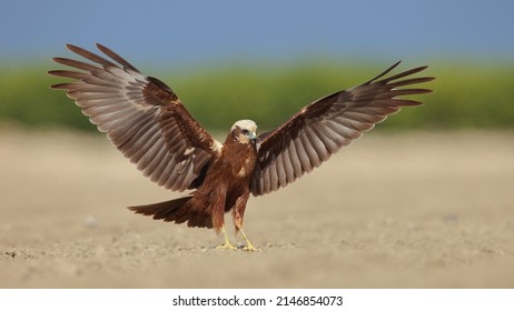 Western Marsh Harrier Bird Fly Flying