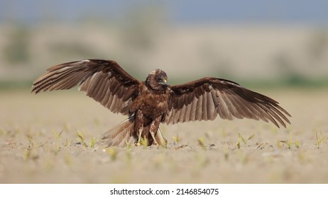 Western Marsh Harrier Bird Fly Flying