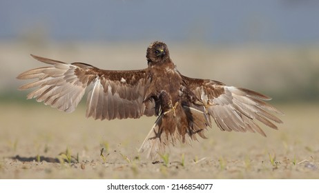 Western Marsh Harrier Bird Fly Flying