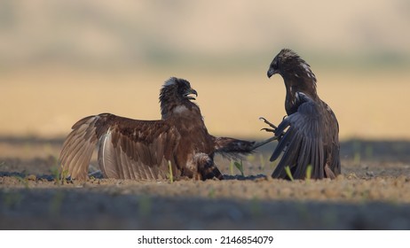 Western Marsh Harrier Bird Fly Flying