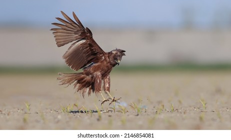 Western Marsh Harrier Bird Fly Flying