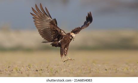 Western Marsh Harrier Bird Fly Flying