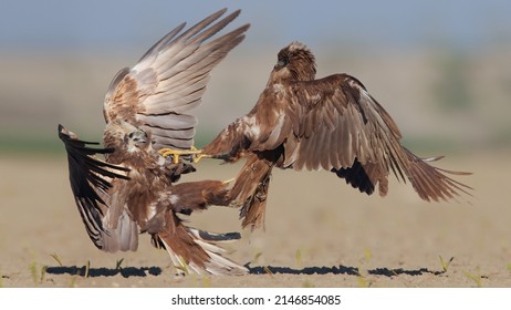 Western Marsh Harrier Bird Fly Flying