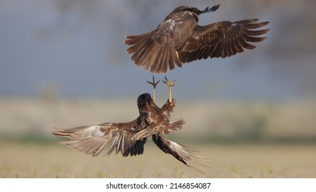 Western Marsh Harrier Bird Fly Flying