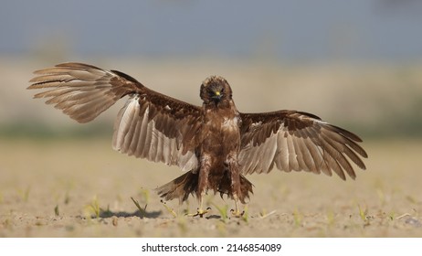 Western Marsh Harrier Bird Fly Flying