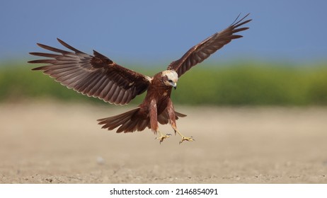 Western Marsh Harrier Bird Fly Flying