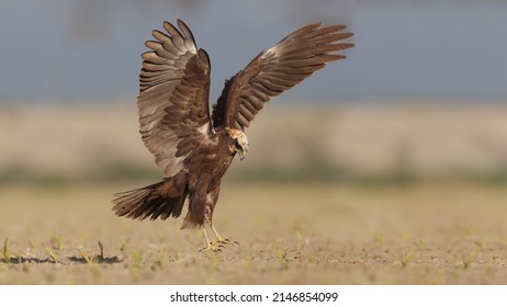 Western Marsh Harrier Bird Fly Flying