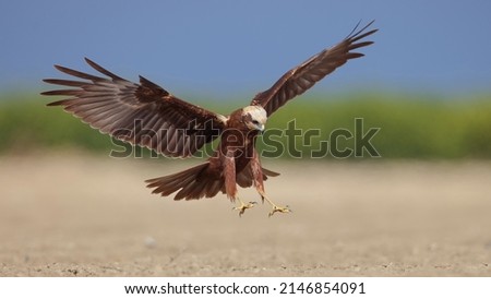 Western Marsh Harrier bird fly flying