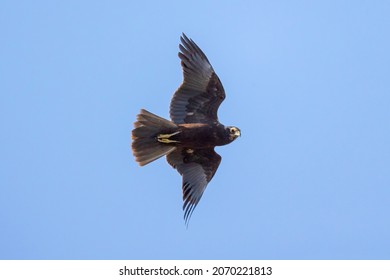 Western Marsh Harrier Bird Wildlife