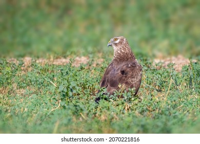 Western Marsh Harrier Bird Wildlife