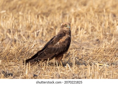 Western Marsh Harrier Bird Wildlife