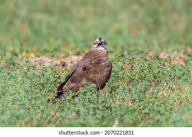 Western Marsh Harrier Bird Wildlife