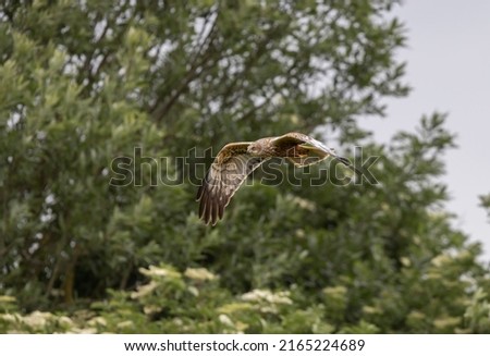 Western Marsh Harrier (Circus aeruginosus) Quartering over a Reedbed Searching for Prey