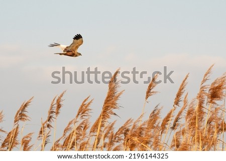 Western marsh harrier - Circus aeruginosus - a male large bird of prey with white-brown plumage, circling in the air over reeds in search of food for chicks.