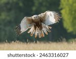 Western marsh harrier, Eurasian marsh harrier - Circus aeruginosus in flight with spread wings. Green background. Photo from Lubusz Voivodeship in Poland.
