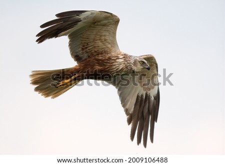 Similar – Awesome bird of prey in flight