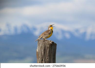 Western Meadowlark