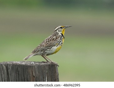 Western Meadowlark