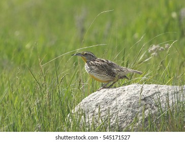 Western Meadowlark