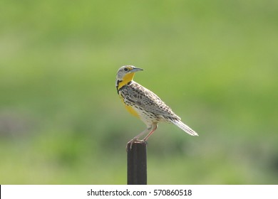 Western Meadowlark