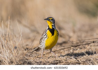 Western Meadowlark