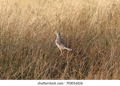 Western Meadowlark