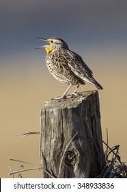 Western Meadowlark on fence post