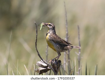 Western Meadowlark (sturnella neglecta) with a beak full of insects