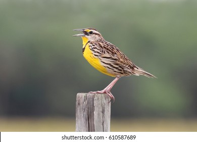 Western Meadowlark (sturnella neglecta) singing from a fence post