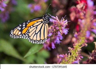 A Western Monarch Butterfly Feeding on Flowers - Shutterstock ID 1707391645