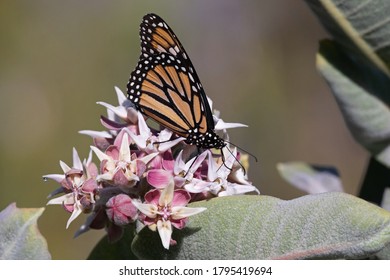 Western Monarch Butterfly Feeding On Milkweed Flowers In The Garden