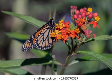 Western Monarch Butterfly Feeding On Orange And Yellow Milkweed Flowers