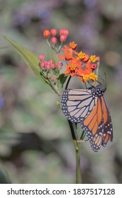 Western Monarch Butterfly On Colorful Milkweed Flowers