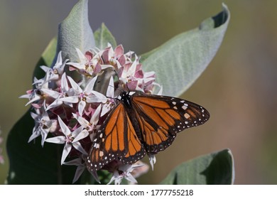 Western Monarch Butterfly On Milkweed