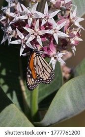 Western Monarch Butterfly On Milkweed Side View