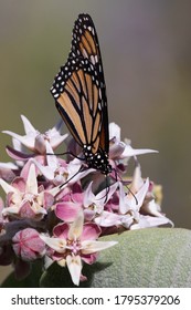 Western Monarch Butterfly On Milkweed Flowers In The Garden