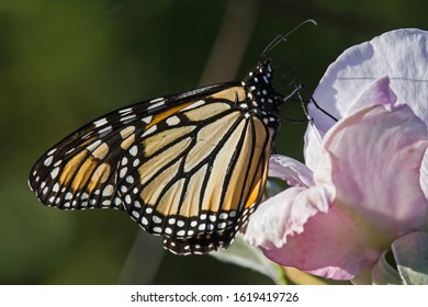 Western Monarch Butterfly On Pink Rose