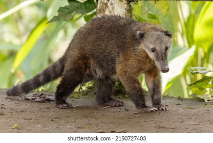 Western Mountain Coati Ecuador Stock Photo 2150727403 | Shutterstock