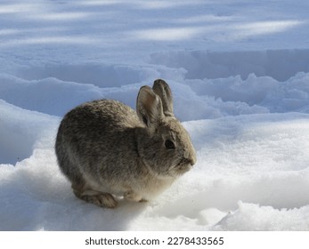 Western Mountain Cottontail in the Snow