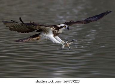 Western Osprey