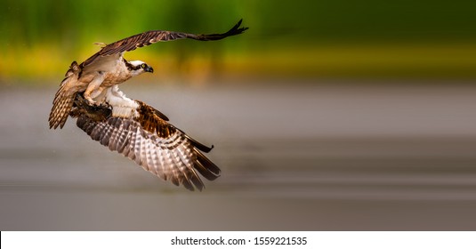 Western Osprey Flying In The Sky