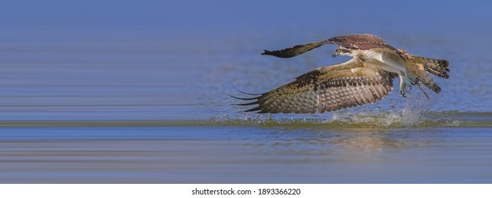 Western Osprey foraging in the lake