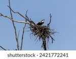 The western osprey (Pandion haliaetus). Photo from Ospreys nesting