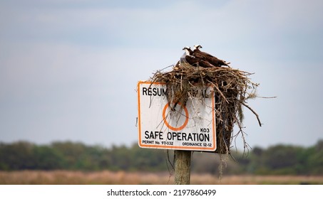 Western Osprey Sitting On Their Nest