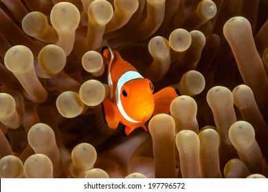 Western Pacific Clownfish In Its Home Anemone