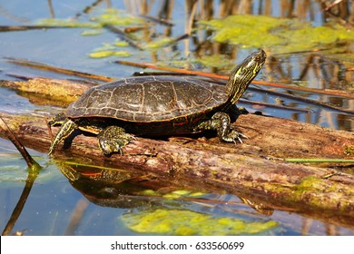 Western Painted Turtle