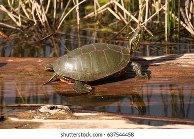 Western Painted Turtle