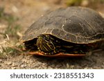 Western Painted Turtle (Chrysemys Picta) Native British Columbia Reptile Close Up Near Grey Brown Dirt Road with Space for Text