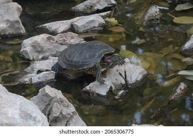 Western Painted Turtle (chrysemys Picta)