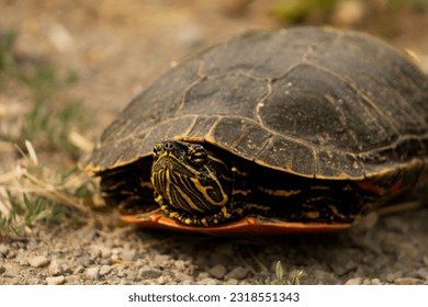 Western Painted Turtle (Chrysemys Picta) Native British Columbia Reptile Close Up Near Grey Brown Dirt Road with Space for Text